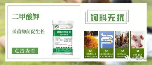 饲用有机酸怎么选 饲料企业与养殖企业需了解的抗生素替代方案