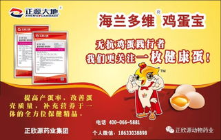 冬季鸡群抗生素使用与自然预防保健双攻略